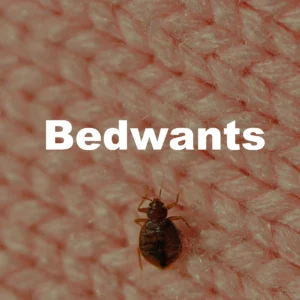 Bedwantsen