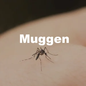 Muggen